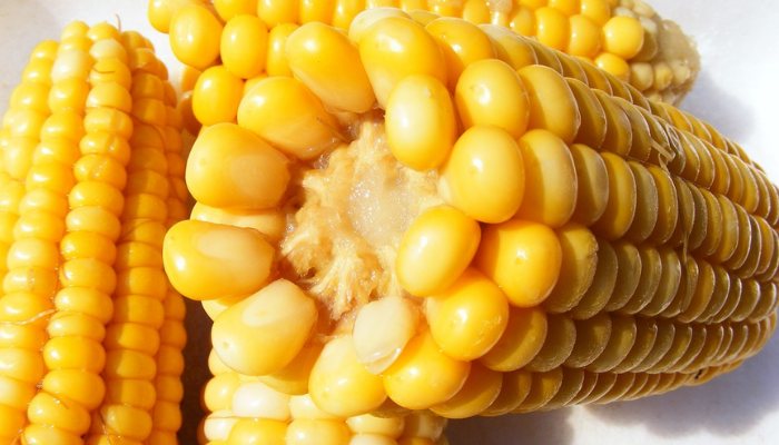 Le maïs frais est également riche en protéines