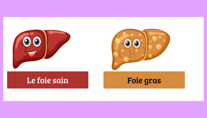 compraison entre le foie gras et le foie sain, La stéatose hépatique, la fonction principale du foie sain,